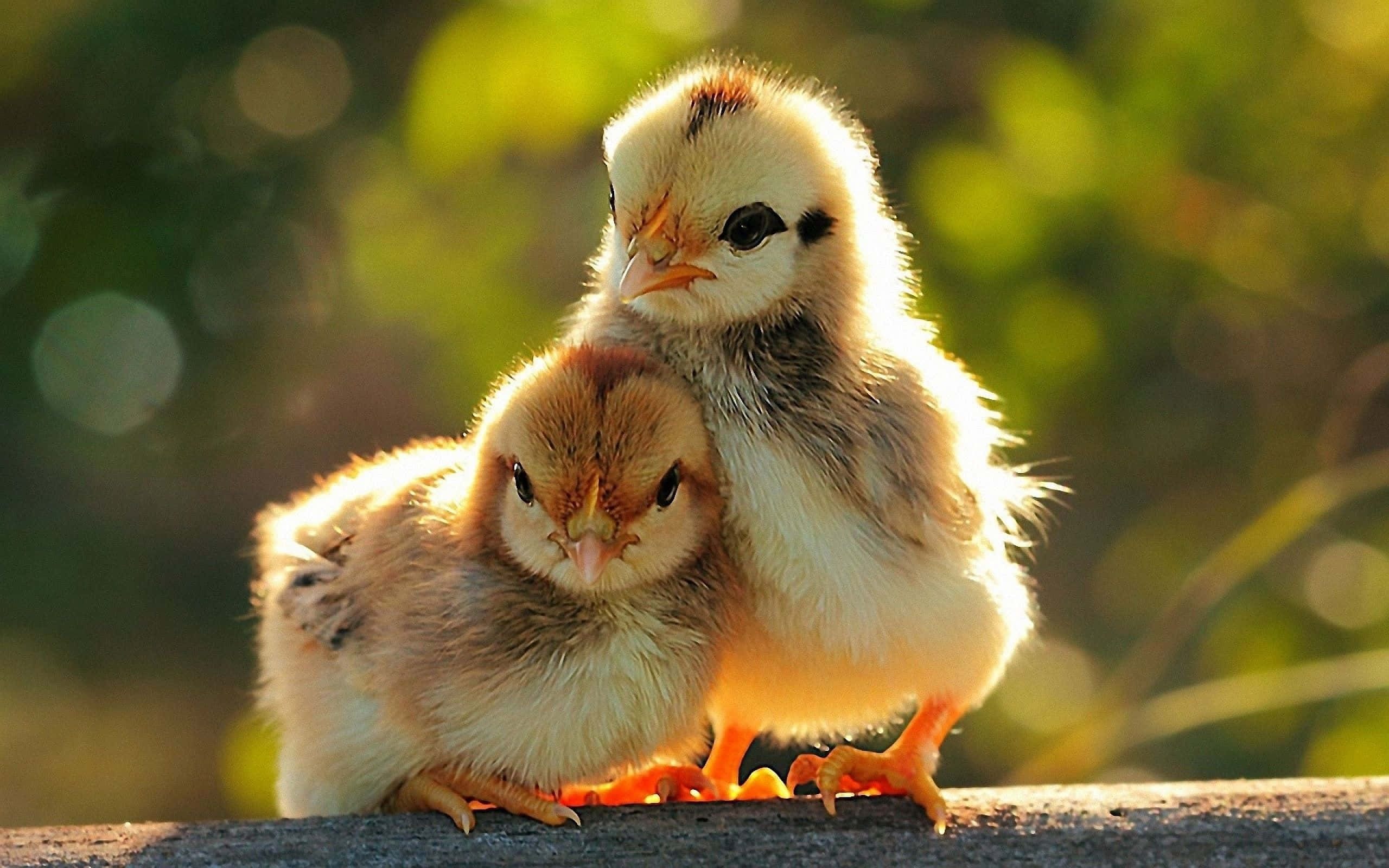 To luftige kyllinger, der putter sig på en træhylde i gyldent sollys. — Animal Wallpapers