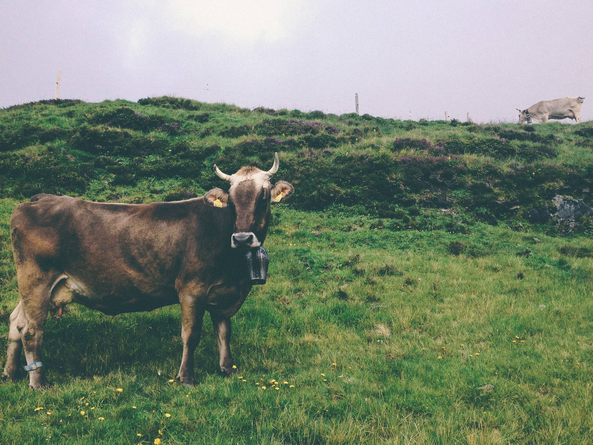 Animale Da Fattoria Sfondo