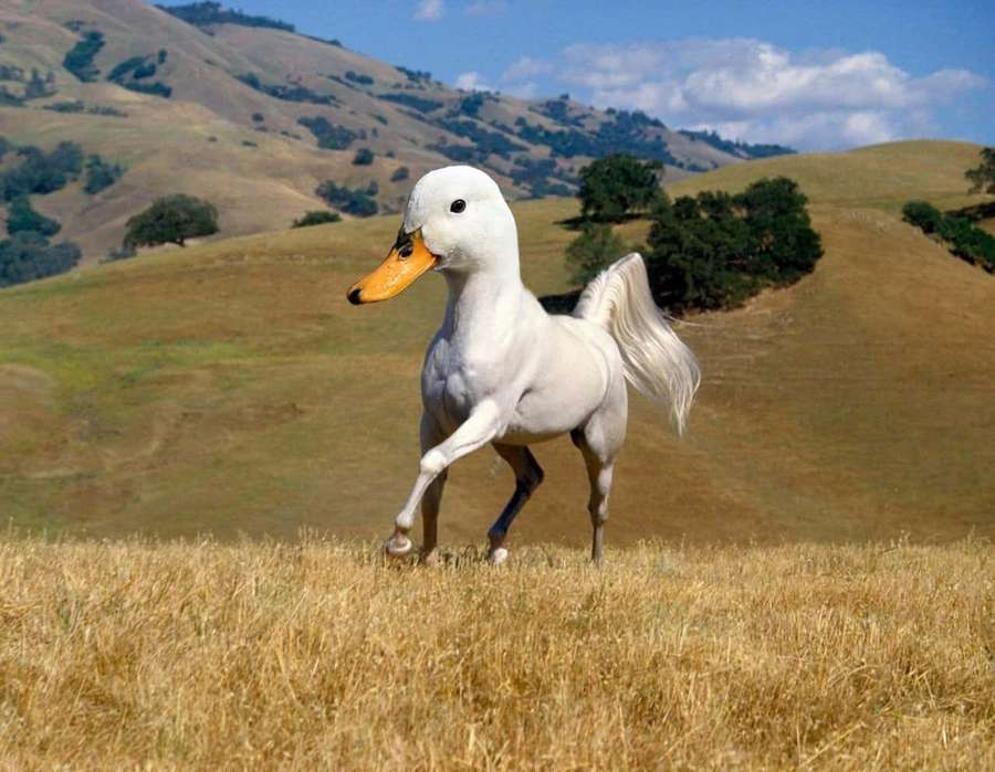 Un caballo blanco con cabeza de pato corriendo en un campo con colinas y cielo azul. — Animales divertidos Fondos de pantalla