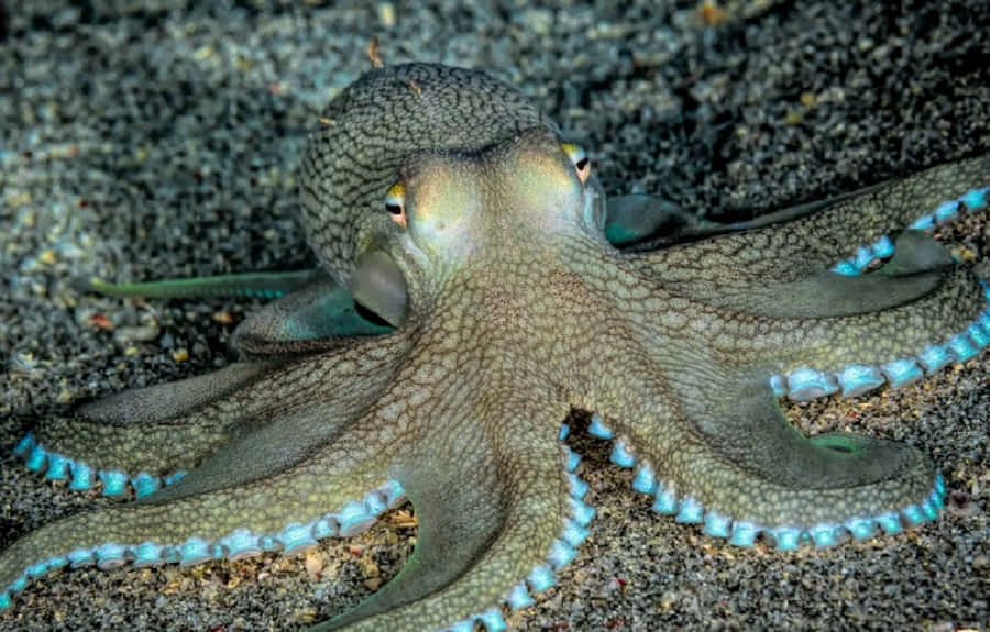 Animaux Invertébrés Fond d'écran