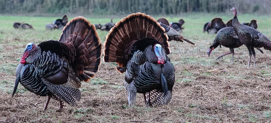 Animaux Sauvages Fond d'écran