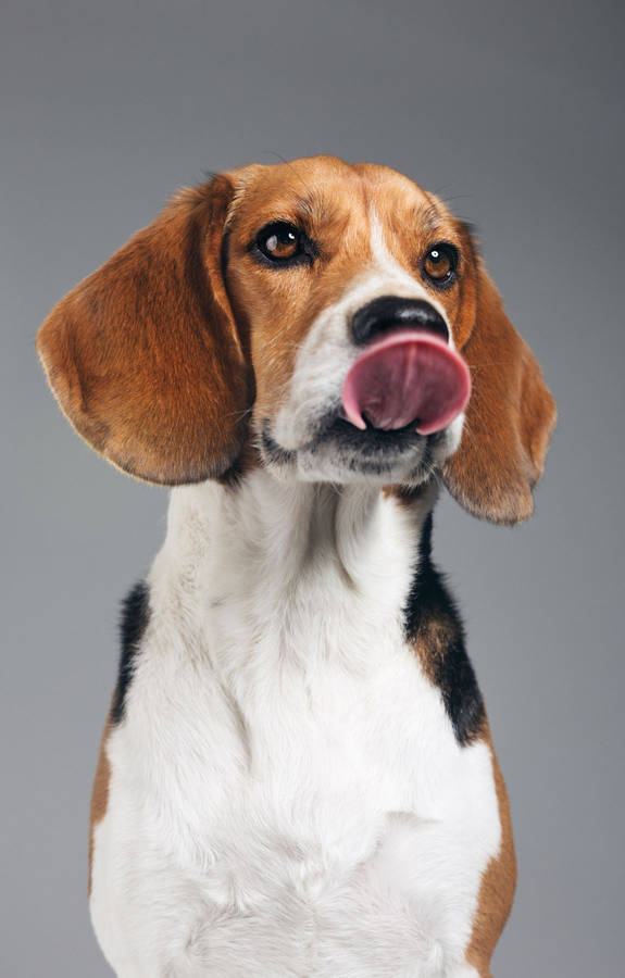 Anjing Beagle Wallpaper