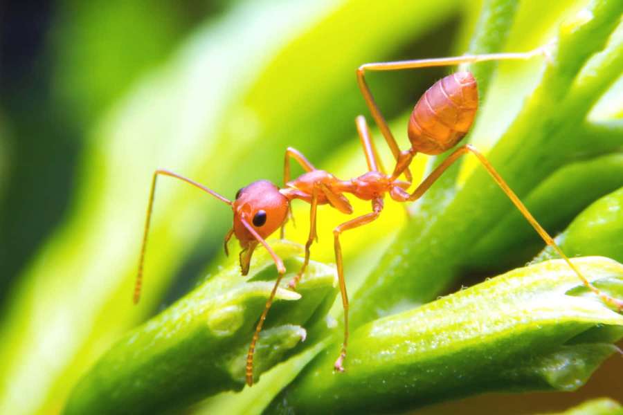 A red ant navigating a bright green leaf in natural daylight. — Ant Picture