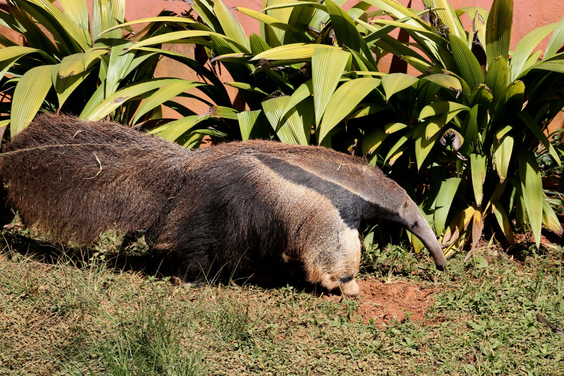 Anteater Achtergrond