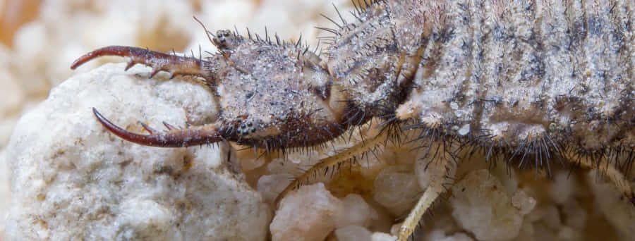 Antlion Wallpaper