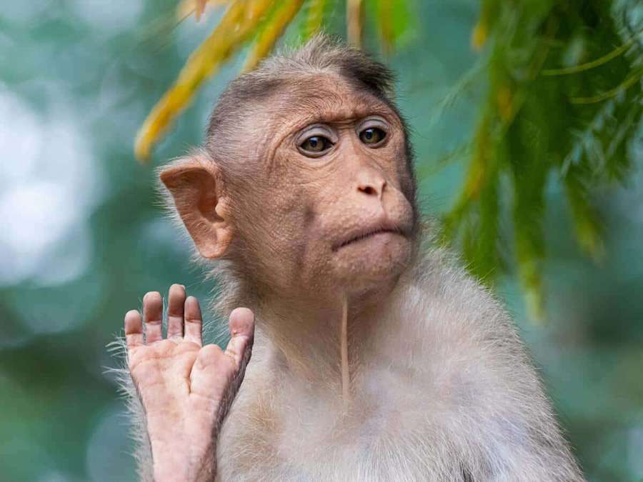Young monkey with droplet on chin raising hand in forest — Ape Picture