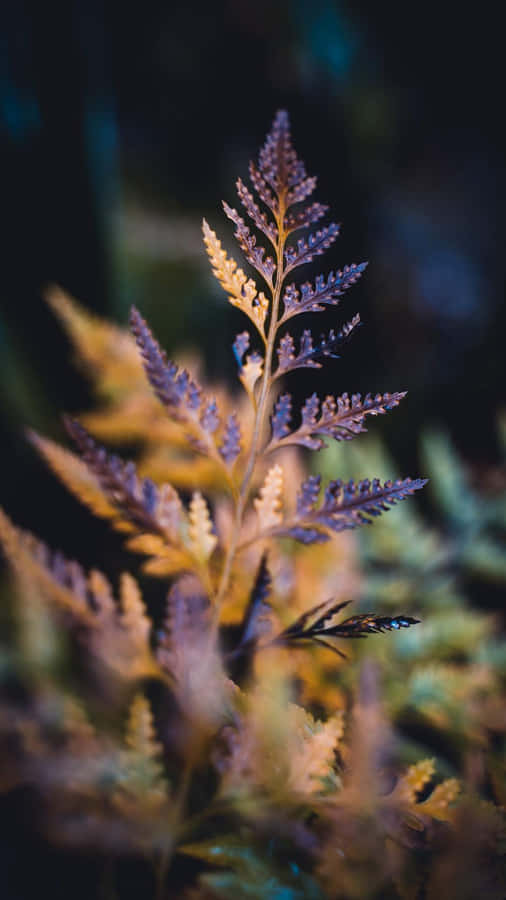 Apple Iphone Xs Max Bakgrunnsbildet