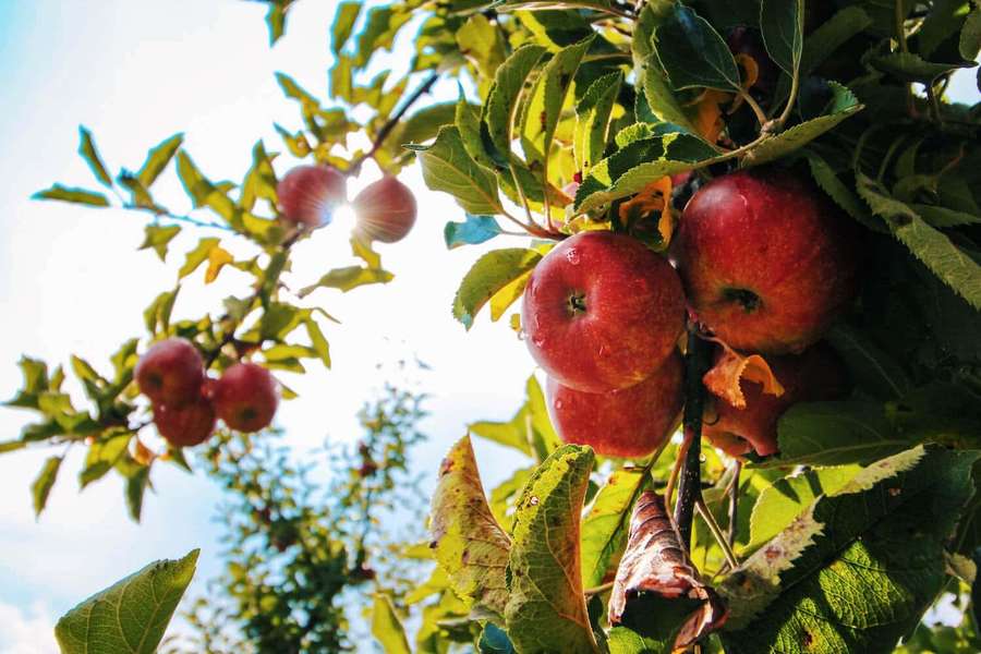 Ripe red apples on a tree branch with sunlight filtering through leaves. — Apple Orchard Wallpaper