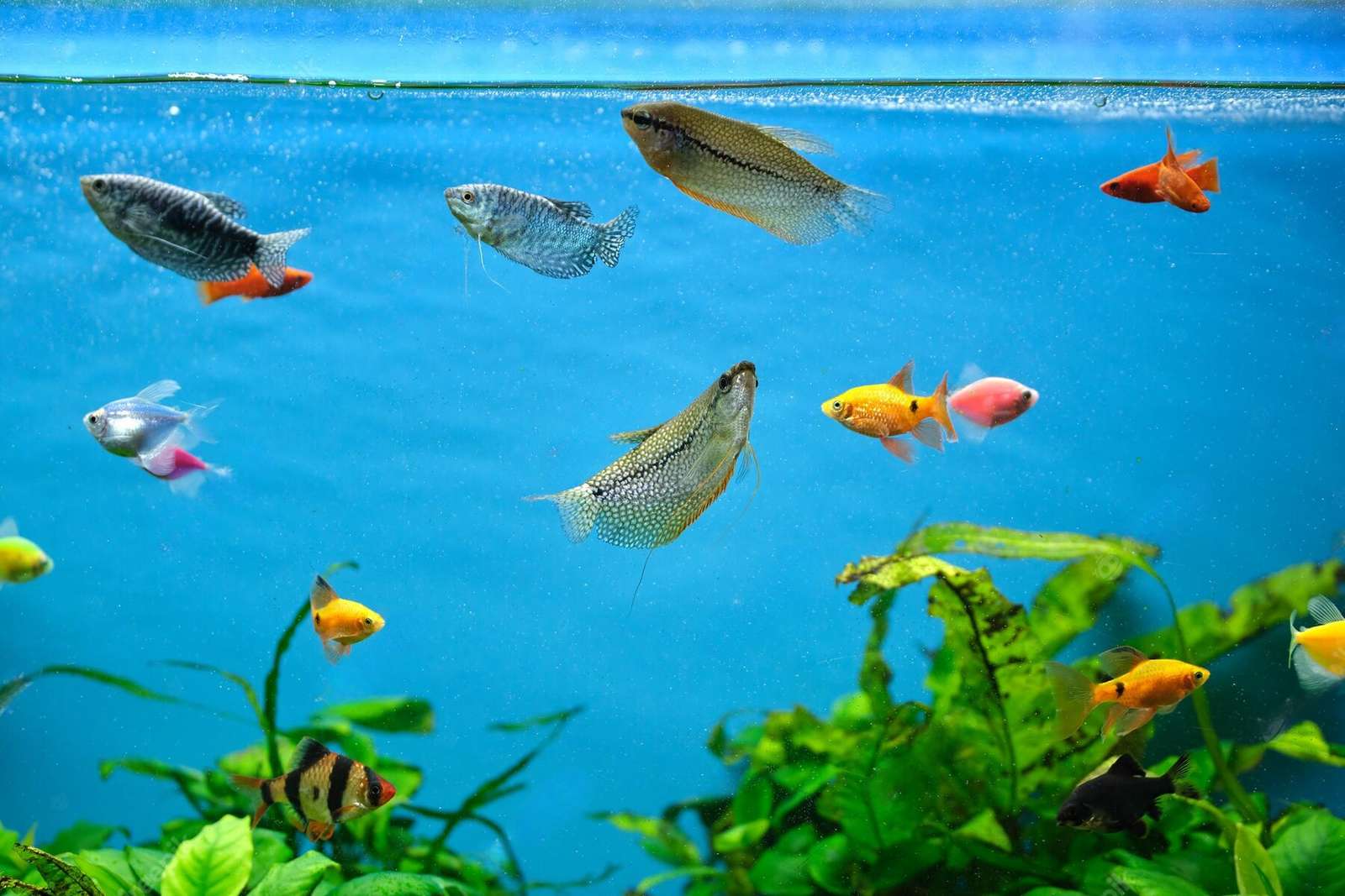 Colorful fish swim in a planted aquarium with blue water and green plants. — Aquarium Background