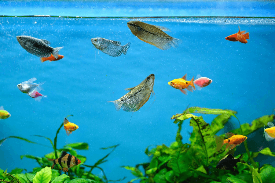 Aquarium Background Wallpaper