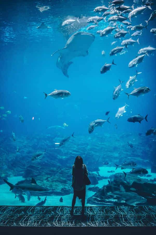 Aquarium Iphone Wallpaper