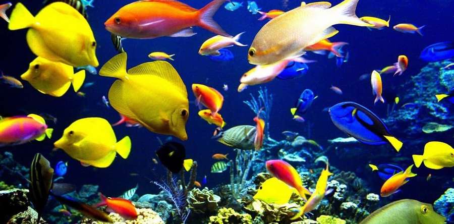 Colorful tropical fish swimming among coral reefs in deep blue ocean water. — Aquatic Background