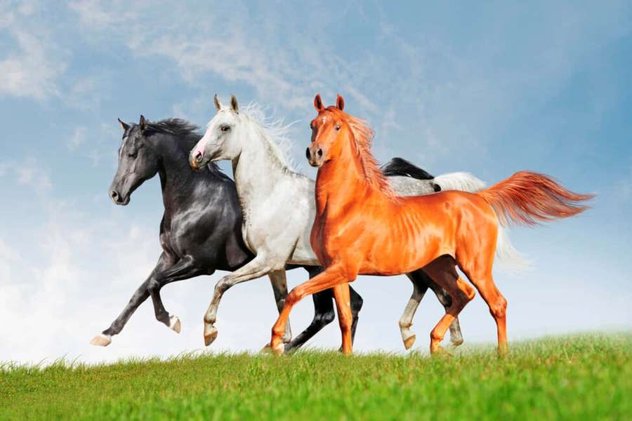 Four horses of different colors galloping across a grassy field under a blue sky. — Arabian Horses Picture