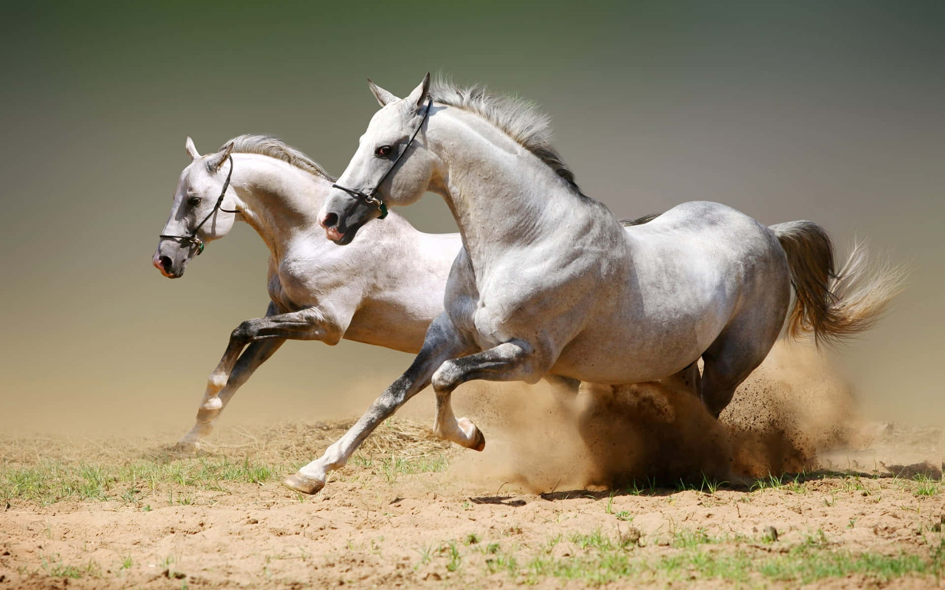 Arabian Horses Pictures Wallpaper