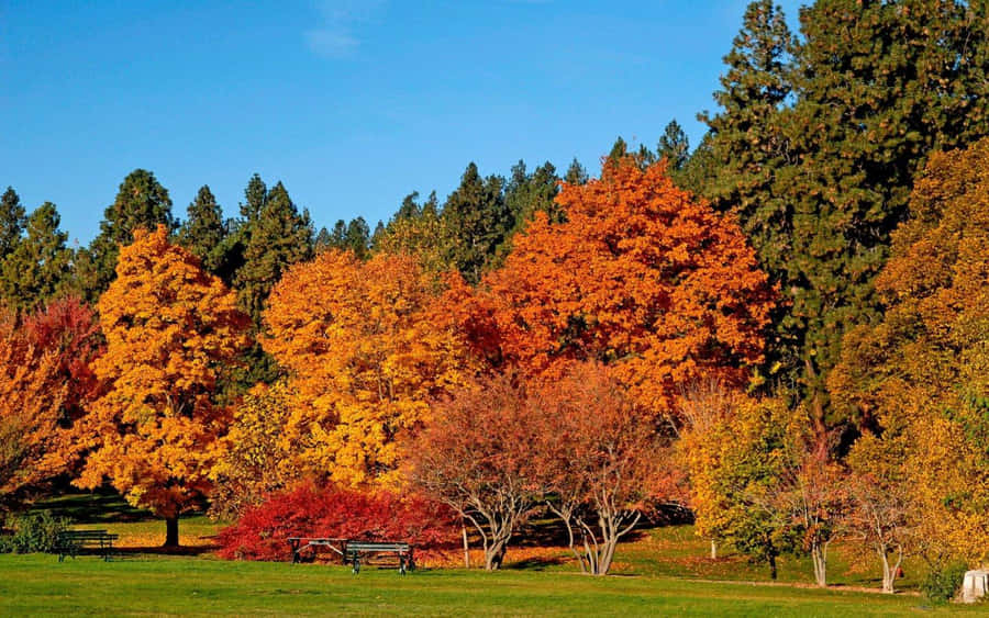 Arbres Colorés Fond d'écran