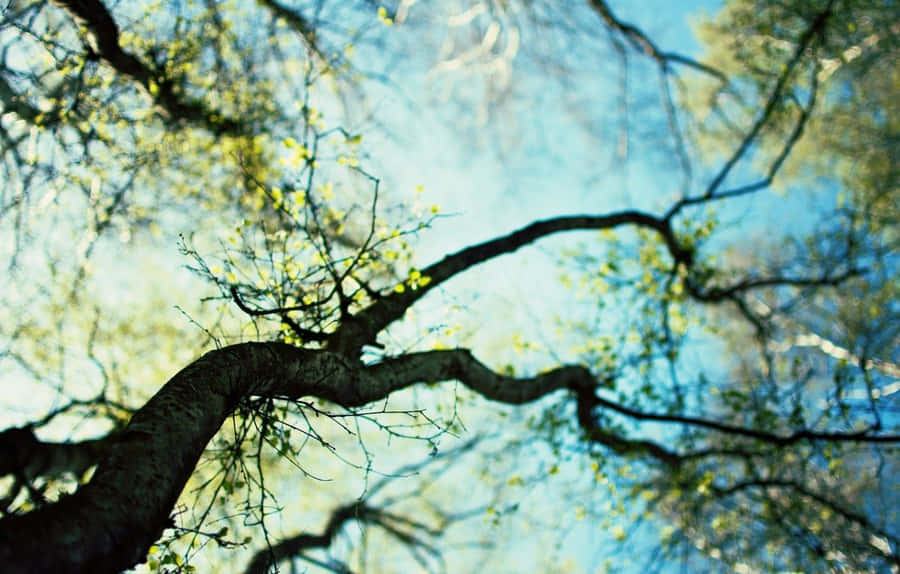 Arbres De Printemps Fond d'écran