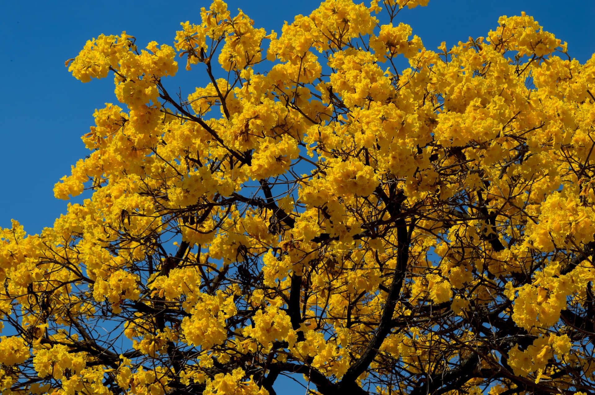 Arbres Fleurissant Fond d'écran