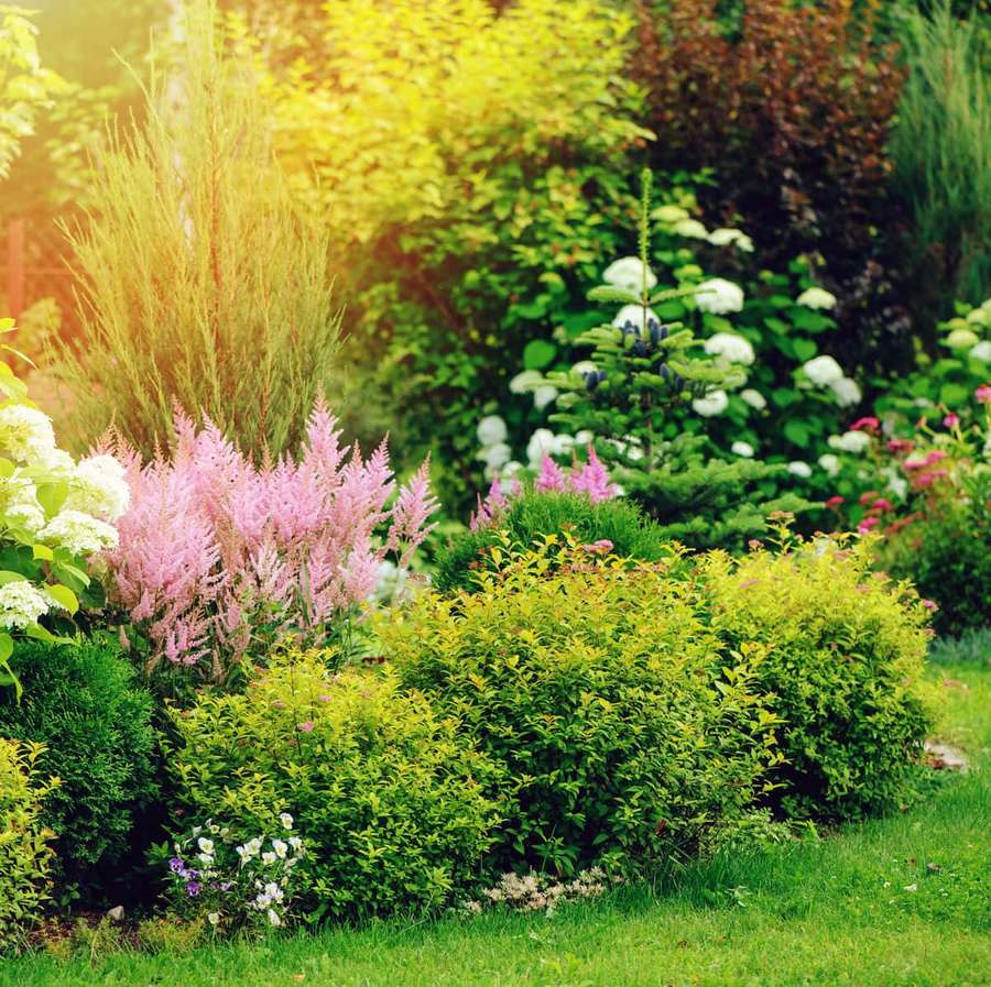 Um jardim ensolarado com astilbe rosa, hortênsias brancas e folhagem dourada. — Arbustos Papéis de Parede