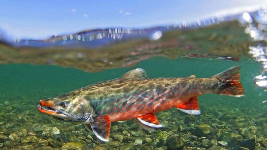 Ein Lachs schwimmt in klarem Wasser über Kieselsteine mit Bergen im Hintergrund. — Arctic Char Wallpaper
