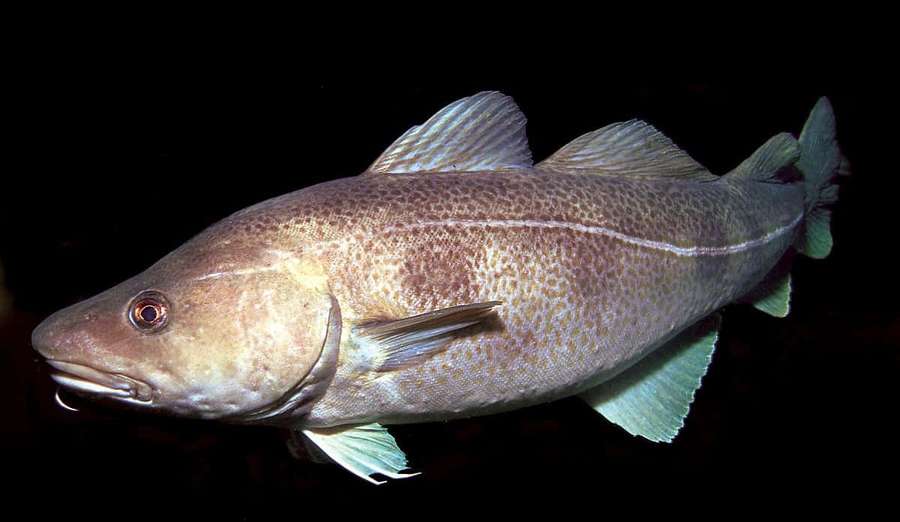 Close-up of a cod fish with speckled skin and translucent fins against black background. — Arctic Cod Wallpaper
