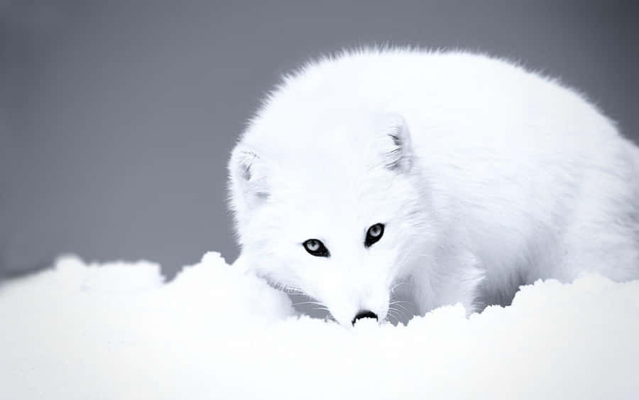 Arctic Fox Background Wallpaper