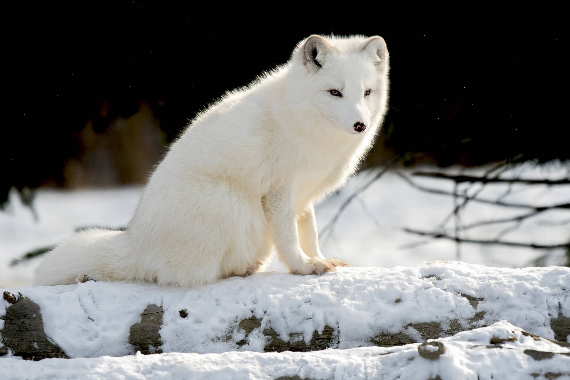 Arctic Fox Baggrunde