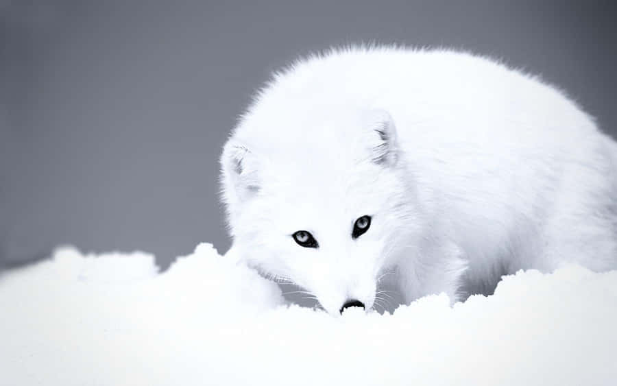Arctic Fox Bakgrund
