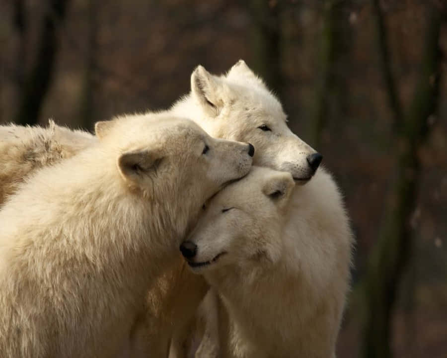 Arctic Wolf Achtergrond