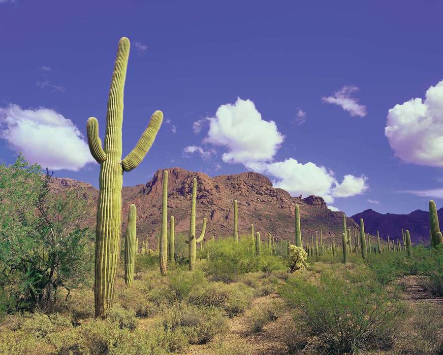 Saguaro cactus in desert with mountains and blue sky — Arizona Background