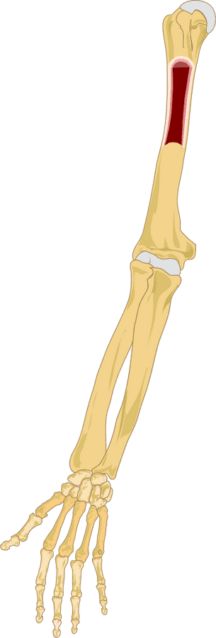 Arm Png