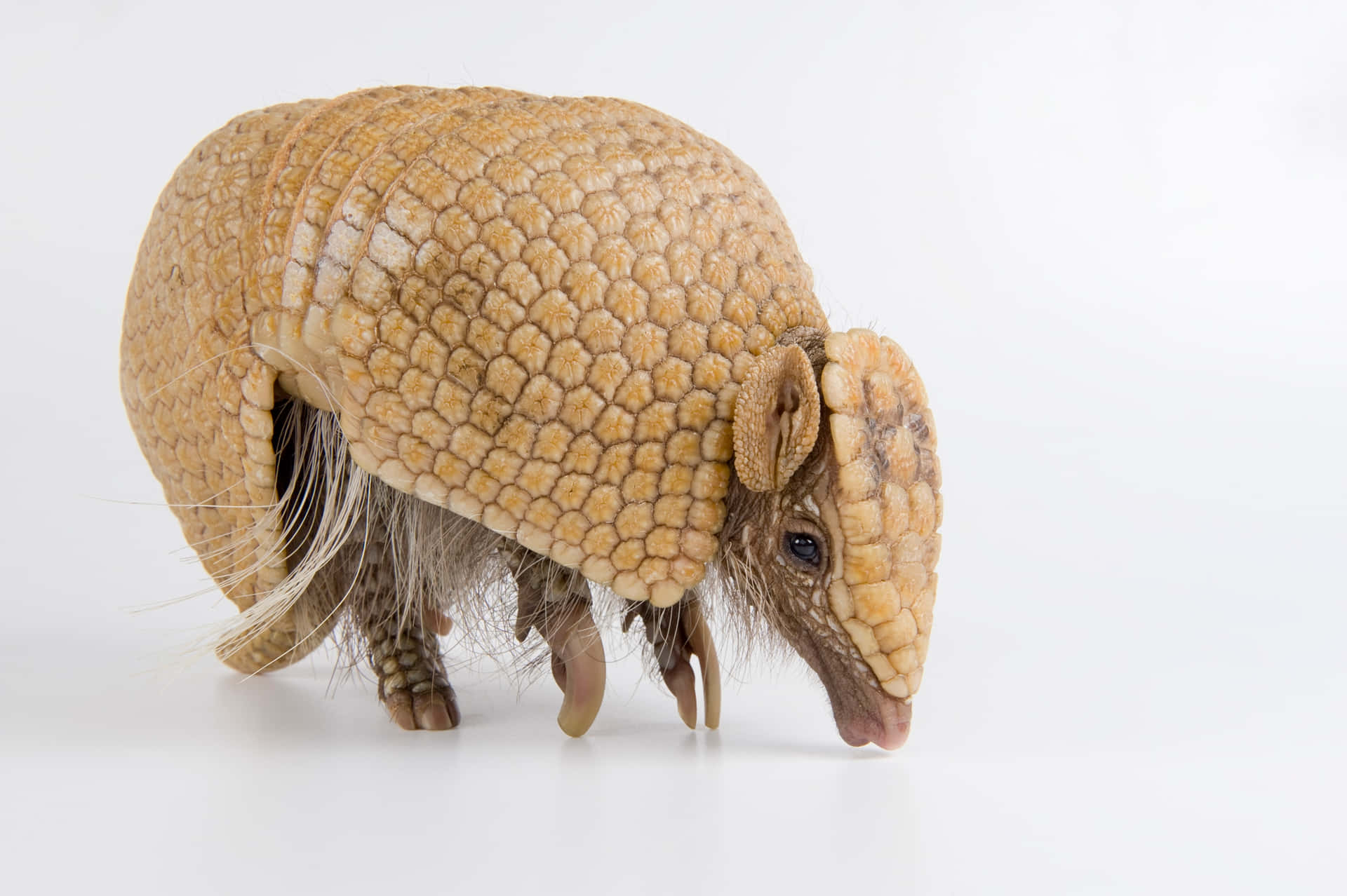 Armadillo Achtergrond