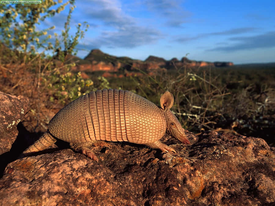 Armadillo Taustakuva