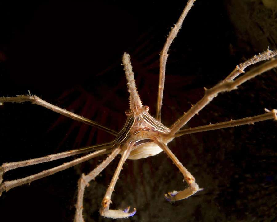 A translucent spider crab with long spiny legs in dark underwater environment. — Arrow Crab Wallpaper