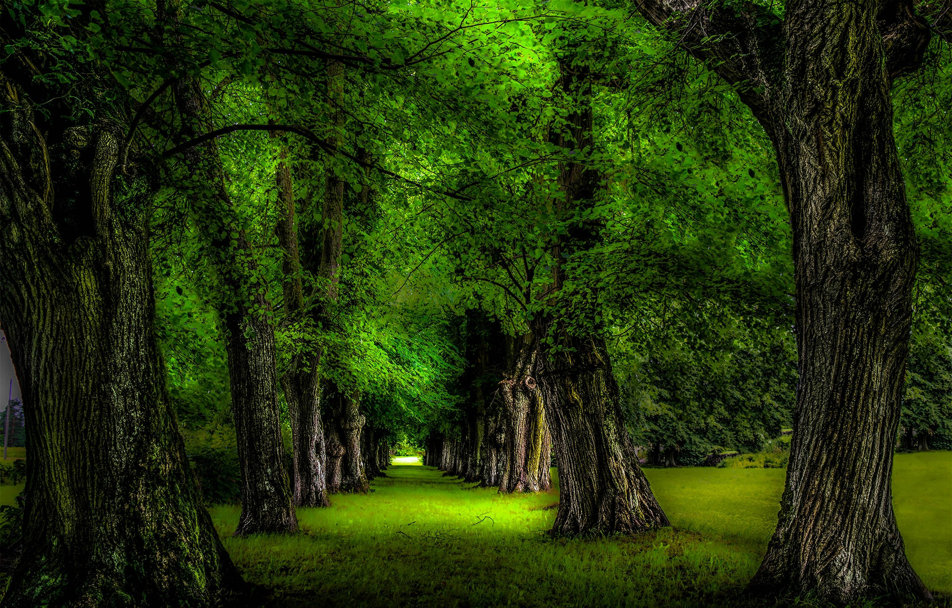 Árvore Verde Papel de Parede