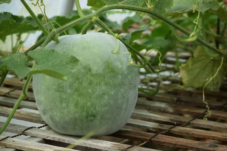 A ripe watermelon growing on a vine in a greenhouse on wooden slats. — Ash Gourd Wallpaper