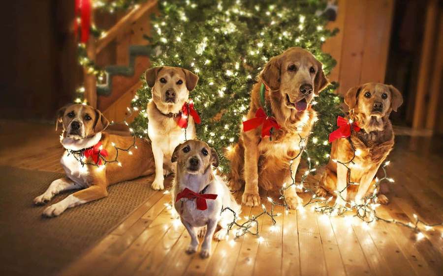 Fünf Hunde mit roten Schleifen um einen beleuchteten Weihnachtsbaum im Innenraum. — Ästhetische Hunde Wallpaper