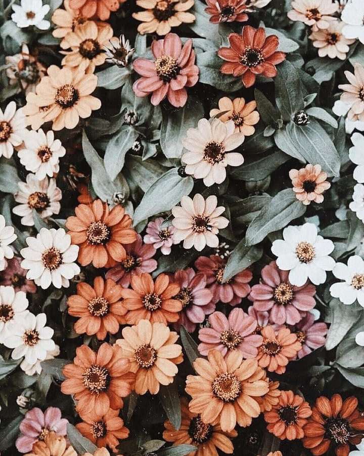 Nahaufnahme von bunten Zinnienblüten mit grünen Blättern in weichem natürlichem Licht. — Ästhetisches Blumenmuster Wallpaper
