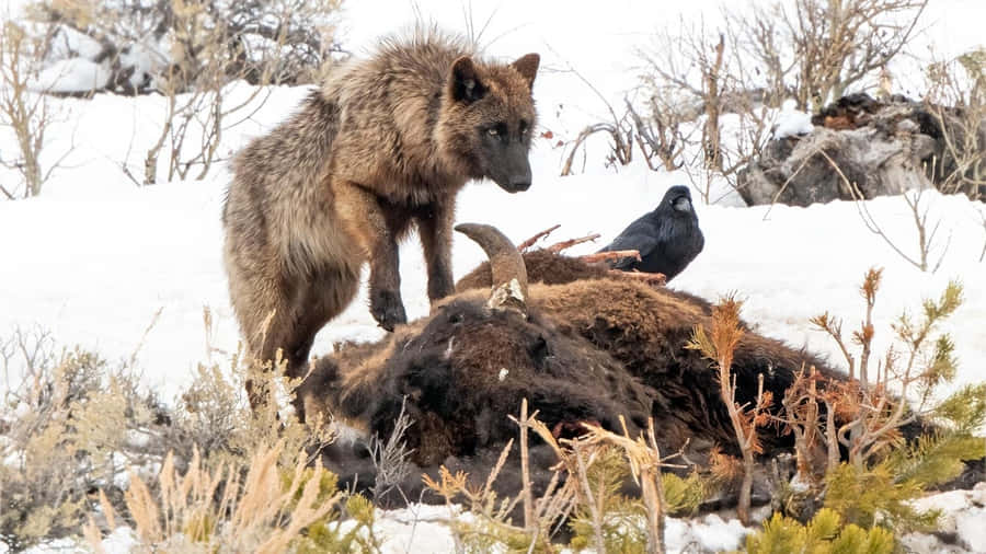 Attaque De Loup Fond d'écran