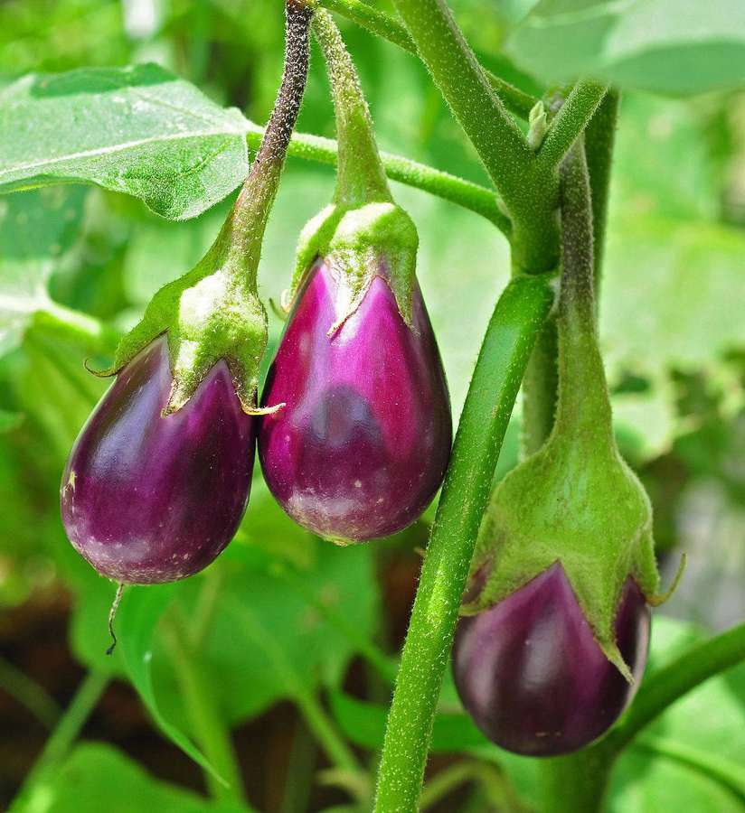 Drei reife lila Auberginen, die an einer grünen Ranke mit Blättern wachsen. — Aubergine Wallpaper
