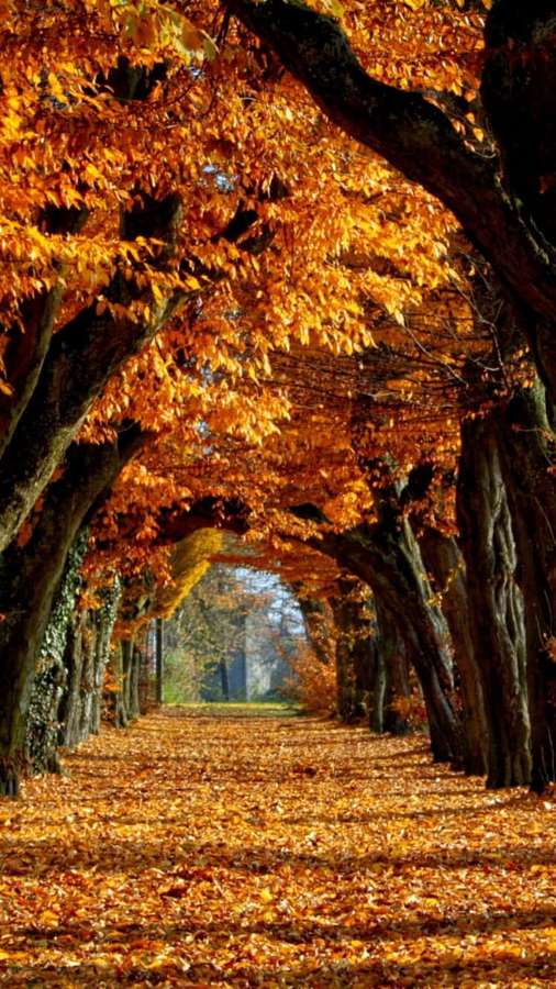 A golden autumn leaf tunnel formed by trees lining a path. — Autumn iPhone 6 Plus Wallpaper