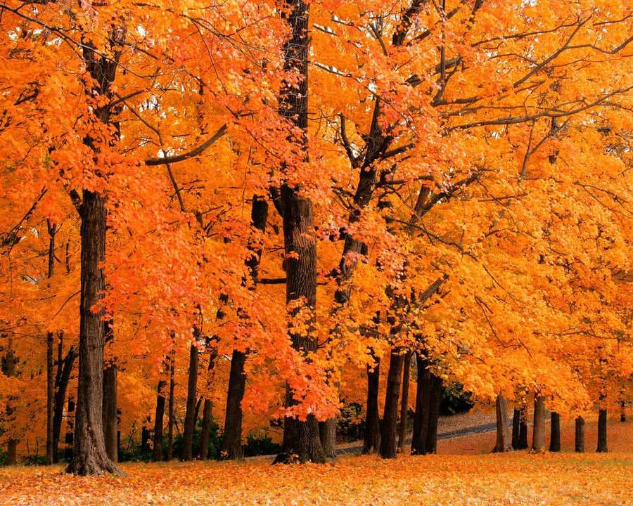 Rows of trees with brilliant orange leaves in autumn forest — Autumn Leaves Background