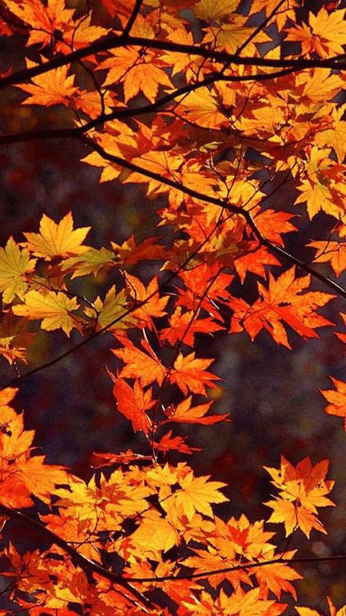 Close-up of glowing autumn maple leaves on dark branches. — Autumn Phone Background