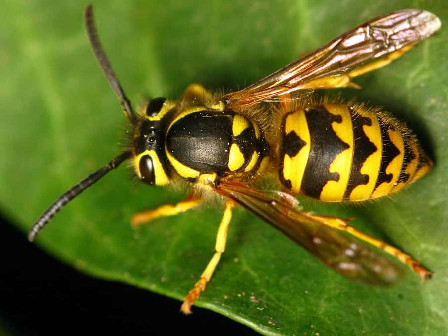 Una avispa descansando sobre una hoja verde. — Avispa Amarilla Fondos de pantalla