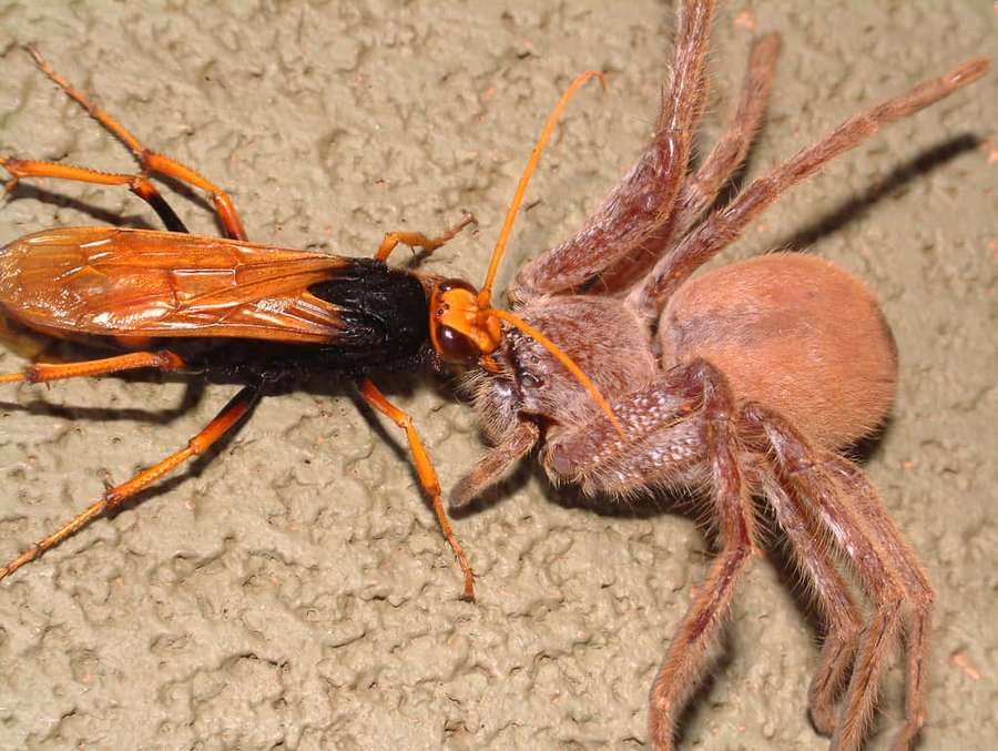 Una avispa y una araña se enfrentan sobre una superficie gris rugosa. — Avispa Araña Fondos de pantalla