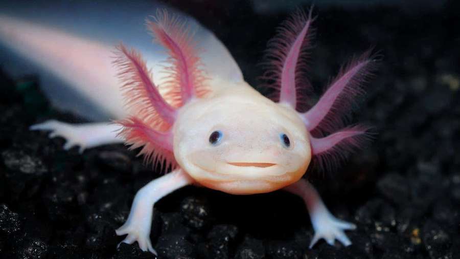 A pale axolotl with pink gills and wide eyes on dark gravel. — Axolotl Background