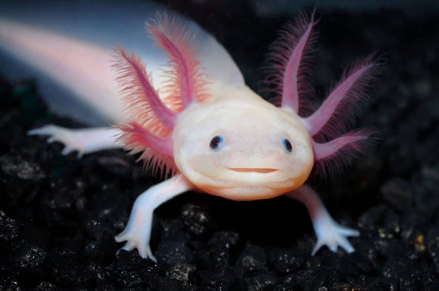 Axolotl Hintergrundbilder
