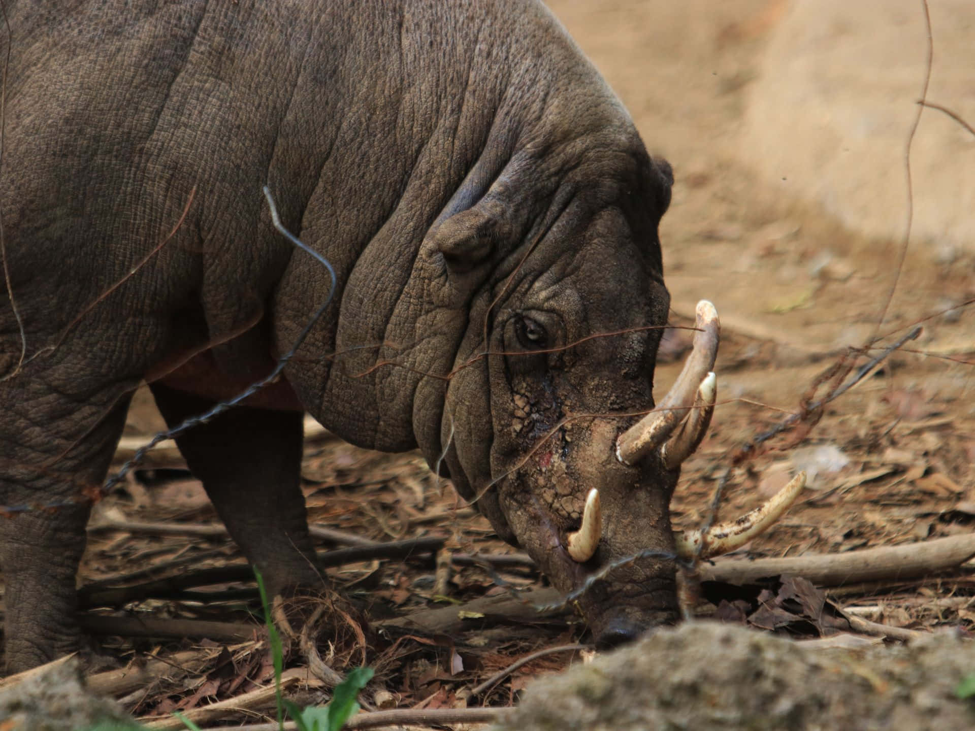 Babirusa Achtergrond