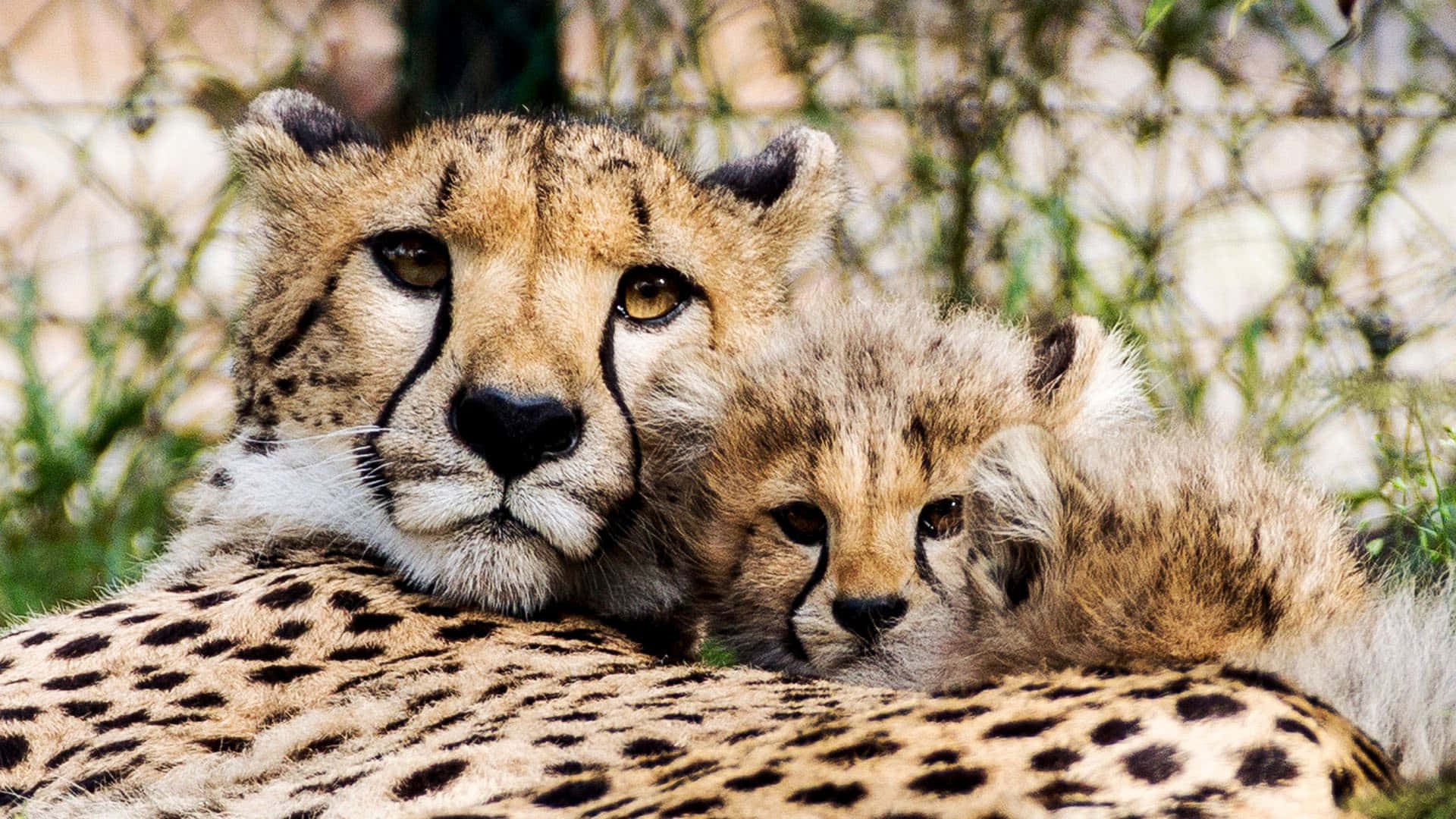 Baby Cheetah Bilder