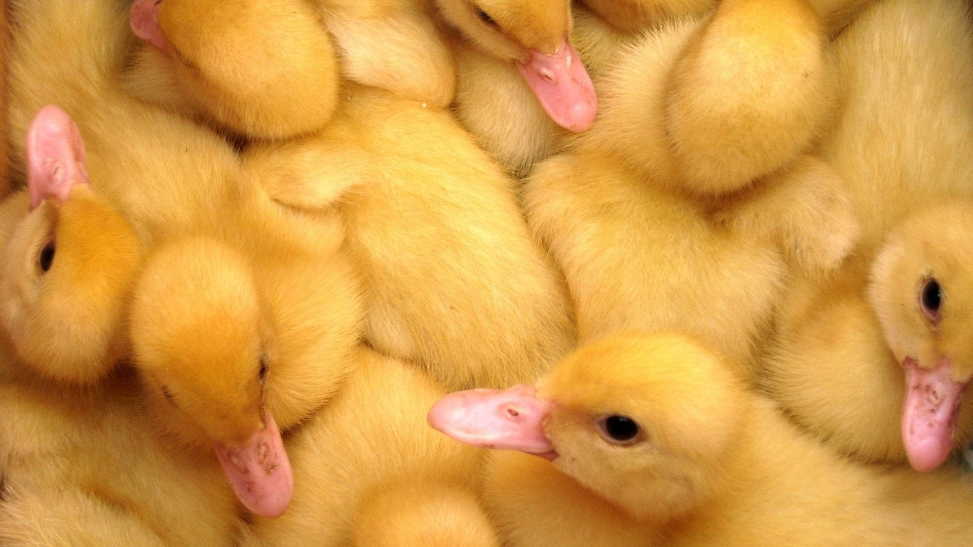 Baby Duck Bilder