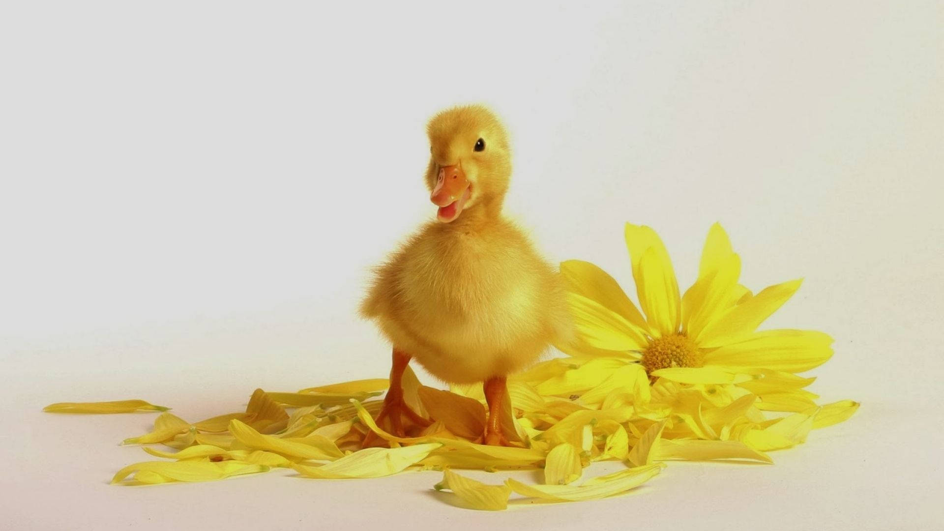Baby Duck Pictures
